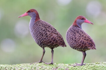 beautiful bar-backed birds perching together on green weed spot, slaty-breasted rail