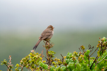 A California Towhee perched on a shrub near Morro Bay, California.