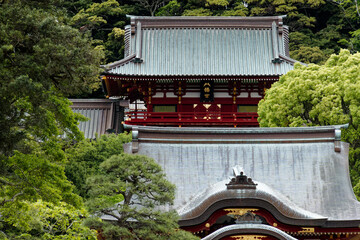 緑芽吹く鶴岡八幡宮