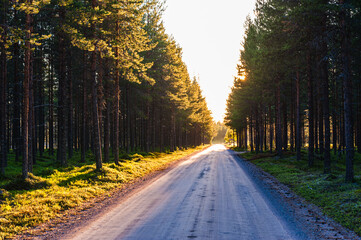 Sunlit Road Through Pine Forest