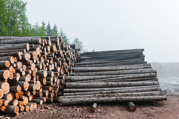 Stack of Logs in Norway