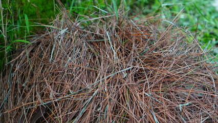 dry pine leaves on the grass