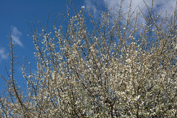 White beautiful flowers on a tree in the garden, blooming in early spring