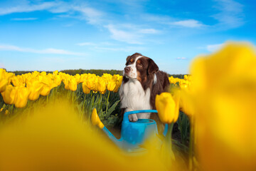 adorable happy australian shepherd in the charming yellow tulip flowers field with blue watering can