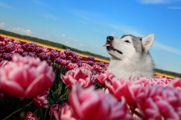 adorable happy black and white siberian husky in the charming pink tulip flowers field