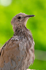 close up portrait of a wet dove standing on a fence while it is raining. selective focus. The Eurasian collared dove (Streptopelia decaocto) is a dove species native to Europe and Asia