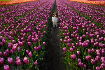 adorable happy australian shepherd in the charming purple tulip flowers field