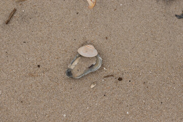 This cute little clam shell lay on top of a blue oyster shell in this picture. The seashells brought in by the waves of the sea lay here among the brown grains of sand.