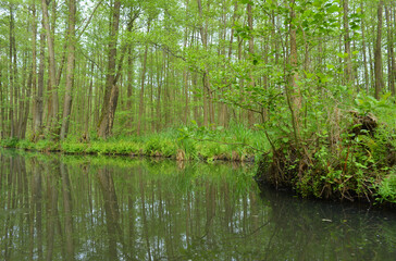 Vegetation and Nature view from a river in the german Spree Forest, near Berlin