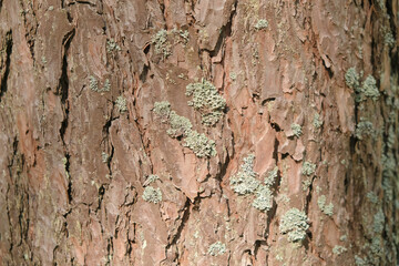 texture of old pine bark. Rough pine bark closeup.