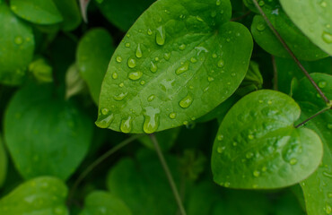green leaves with drops of water