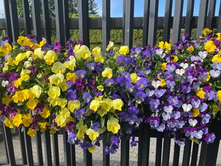 flowers in a row