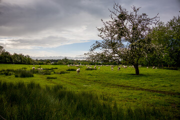 Troupeau de moutons sous un pommier dans un pâturage en Normandie