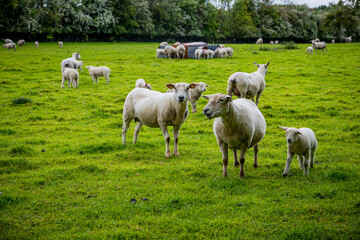 Obraz premium Troupeau de moutons dans un pâturage en Normandie