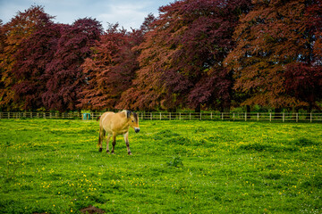 Fototapeta premium Cheval dans un pré en Normandie