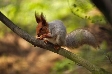 Delicious nut! Squrrel gnaws a nut.