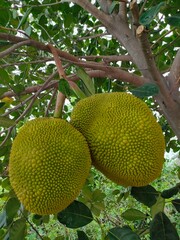 Pair of Jackfruit