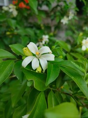 Orange jasmine flower
