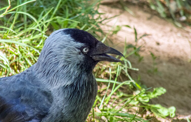 The western jackdaw (Coloeus monedula), bird walking in grass during summer sunny day