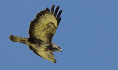 ein Falke im Sturzflug mit weiten Flügeln