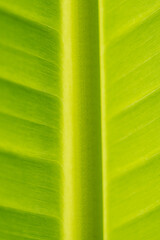 Close up view of fresh green banana leaf pattern