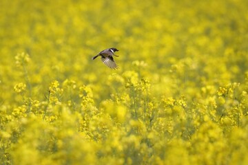 Ein Spatz in Anflug über ein Rapsfeld.