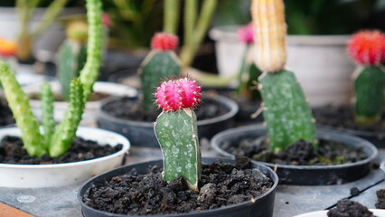 pink grafted moon cactus in pots