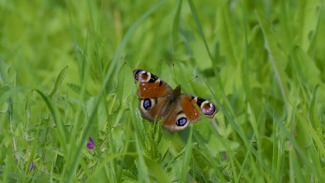 European peacock ( Aglais io ) resting wings open