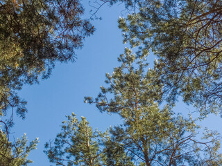 Pine forest, trees in sun light during warm sunny summer day