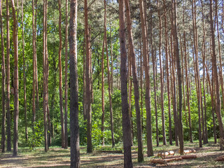 Pine forest, trees in sun light during warm sunny summer day