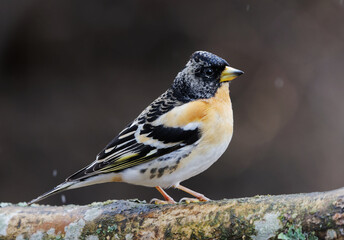 Brambling (Fringilla montifringilla) male in snowfall perched on a branch in spring.	
