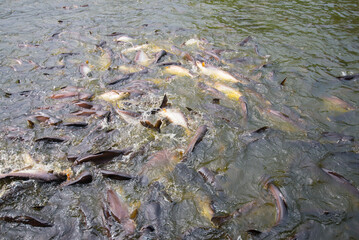 Many schools of fish in the natural river