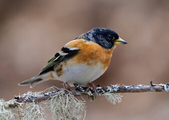 Brambling (Fringilla montifringilla) male perched on a branch in spring.	
