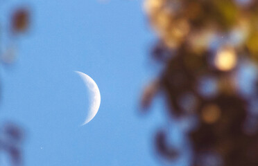 Waxing moon, blue sky, sunny day, tree branch in sun light © Darya