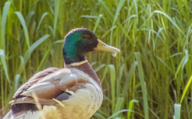 Fototapeta premium Male duck sitting on pipe during sunny warm summer day with grass on background