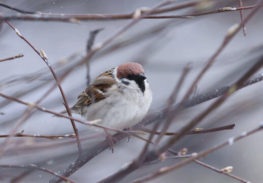 Eurasian tree sparrow (Passer montanus) sitting in a bush in snowfall in spring.