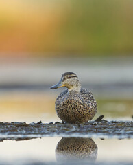 Eurasian teal (Anas crecca) female resting in the wetlands in summer.	
