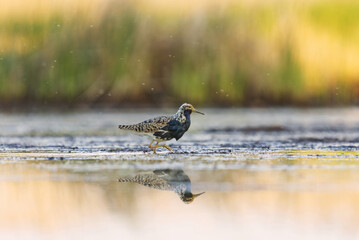 Ruff (Calidris pugnax) male feeding in the wetlands in summer.	
