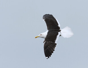 Lesser black-backed gull (Larus fuscus) flying in the sky in summer.	
