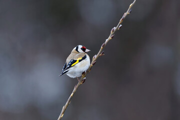 European goldfinch (Carduelis carduelis) perched on a willow branch in spring.