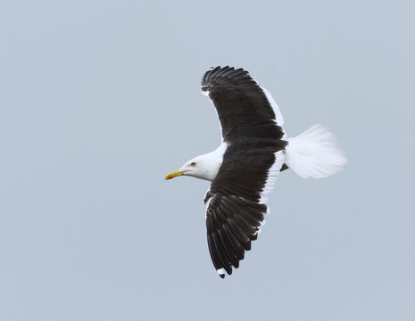Lesser black-backed gull (Larus fuscus) flying in the sky in summer.	
