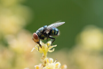 Close up view of bluebottle fly