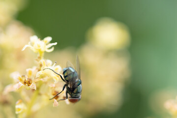 Close up view of bluebottle fly