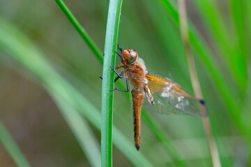 Red dragonfly is sitting on a green leaf, newly hatched insect, wetland Haff Reimich, nature...