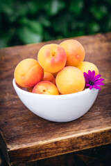 White ceramic bowl with ripe apricots on a wooden table in the garden