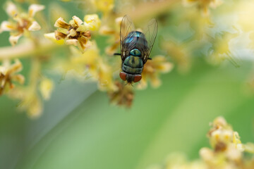Close up view of bluebottle fly