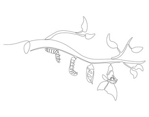Continuous one line drawing of butterfly life cycle. One line drawing illustration of butterfly metamorphosis. Butterfly transformation concept continuous line art. Editable outline.