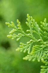 Close up view of green Thuja Standishii leaves