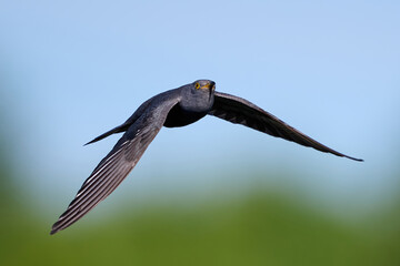 Common cuckoo (Cuculus canorus)