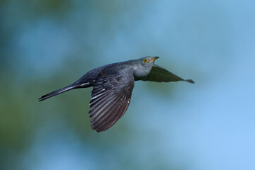Common cuckoo (Cuculus canorus)